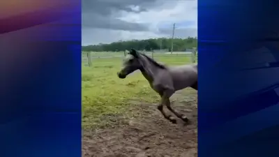 Recently rescued Paso Fino runs free for the first time in Polk County